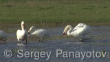 Video of Mute Swan - Mute Swan in the nest period in Shabla lake